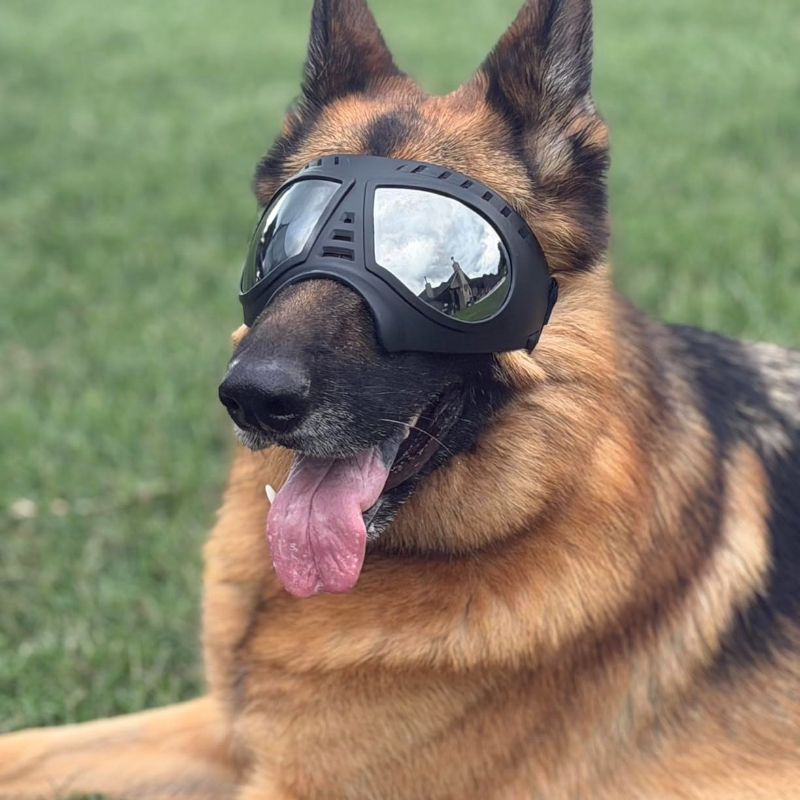 Pet Glasses for Medium Large-s - Snow Goggle Uv recension och pris