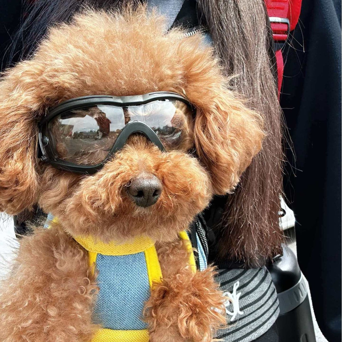 Adjustable TPU Dog Sunglasses  - Snow Goggle Uv recension och pris